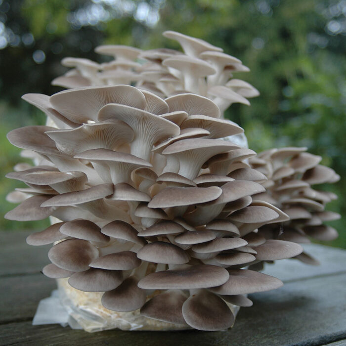 Mushroom growing kits